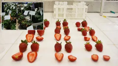 Adana'da kuraklığa dayanıklı çilek genleri keşfedildi, yeni çeşitler yolda