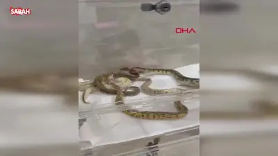 Çatalca'da İzinsiz Beslenen 42 Yılana El Konuldu, Sahibine Ceza