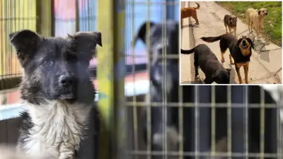 Bakan Çiftçi: Yılbaşına kadar tüm sokak köpeklerini barınaklara alacağız