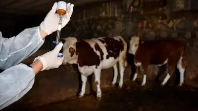 Gökçeada'ya şap hastalığından aşılı ari bölge statüsü verildi