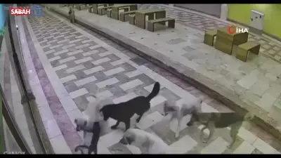 Hatay'da 6 Sokak Köpeğinin Kediye Saldırısı Kamerada