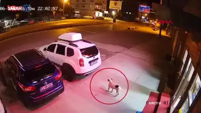 Köpeğe çarpmamak için manevra yapan ATV sürücüsü hayatını kaybetti