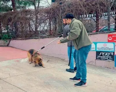 Köpekler Toplandı Şimdi Ne Olacak? Merih Demiral ve Eren Elmalı Linç Edildi