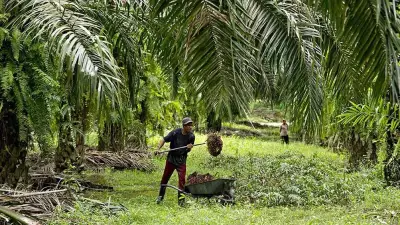 Palm Yağı Fiyatlarında Sert Düşüş: Petrol ve Soya Yağı Baskısı Etkili Oldu