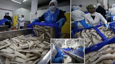 TKDK desteğiyle büyüyen balık fabrikası 200 kadınla 5 ülkeye ihracat yapıyor
