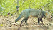 Amazon'da Hayalet Köpek: Kısa Kulaklı Tilki Görüldü