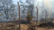 Şanlıurfa Bozova'da orman yangını paniği, itfaiye ekipleri müdahale etti