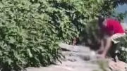 Avcılar'da köpeğe şiddet uygulayan şüpheli H.E. tutuklandı