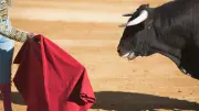 Boğalar Neden Kırmızıya Sinirlenir? Gerçek Çok Farklı Çıktı