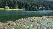 Bolu'da bu çiçeği koparmanın cezası bir araba parası: Bakmak serbest, dokunmak yasak