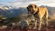 Dünyanın En Güçlü Isırığına Sahip Hayvanları Listesi! Kangal 743 PSI ile Şaşırttı