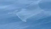 Gökçeada'da 2 Metrelik Manta Vatozu Görüntülendi