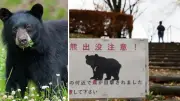 Japonya'da Tarihi Ayı Alarmı: 94 Okulda Eğitime Ara Verildi