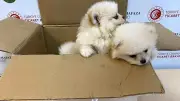 Kapıkule'de 472 Bin Liralık Pomeranian Köpek Kaçakçılığı Engellendi