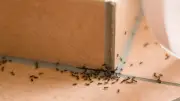 Karıncaları Evden Uzak Tutmanın En Etkili Doğal Yöntemi! Tarçın Yağı İşe Yarıyor