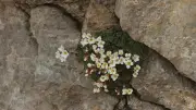 Keşfettiği bitki türüne eşinin adını verdi: Saxifraga sumruae