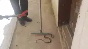 Çorum'da eve giren yılanı itfaiye yakaladı