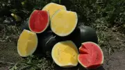 Sarı Karpuz Kırmızı Karpuzun Tahtını Sallıyor: Tropical Sunshine Talep Patlaması