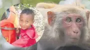 Tayland'da evde beslenen makak maymunu 7 yaşındaki torunu öldürdü