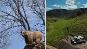 Tunceli'de mantar toplarken ayı saldırısı: 3 yaralı