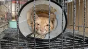 Vietnam'da 3 Yıldır Kedi Çalan Çete Çökertildi: 420 Kedi Kurtarıldı