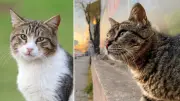 Vietnam'da Evcil Hayvan Hırsızlığı Operasyonu: 400 Kedi Kurtarıldı