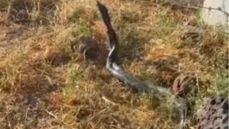 Diyarbakır'da sıcak hava devasa yılanları ortaya çıkardı