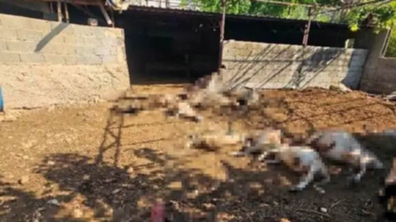 Silifke'de Kurt Saldırısı: 29 Koyun Telef Oldu