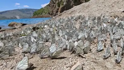 20 yıldır böylesi görülmedi: Bitlis'te yüzlerce alıç kelebeği bir araya geldi