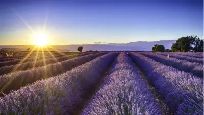 Provence Değil Türkiye: Temmuzda Mutlaka Görmeniz Gereken 8 Lavanta Rotası