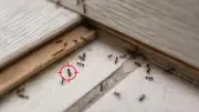 Karınca İstilasını Bitiren En Etkili 7 Doğal Yöntem