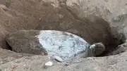 İklim değişikliği deniz kaplumbağalarının yumurtlama dönemini 2 hafta geciktirdi